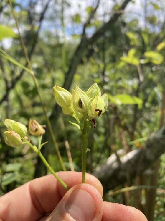 A person's hand holding plant seeds.